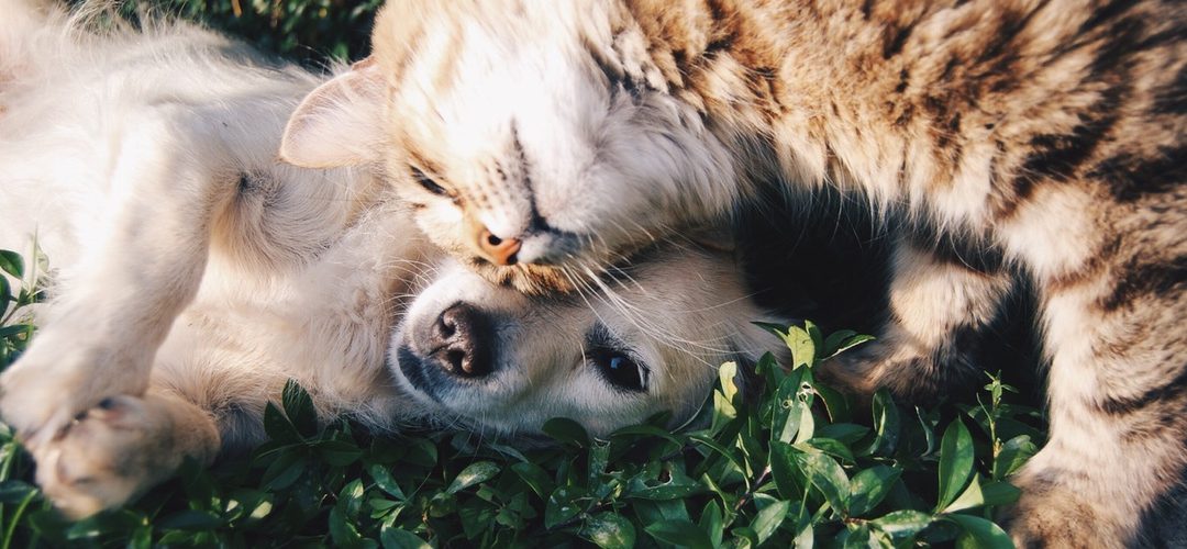 Seu bichinho pode ter plano de saúde! Conheça o seguro pet