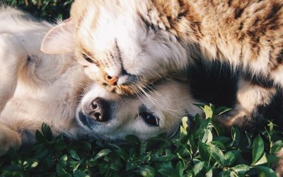 Seu bichinho pode ter plano de saúde! Conheça o seguro pet