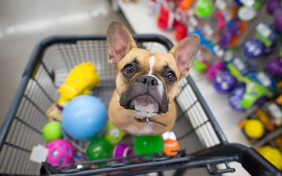 Como funciona o seguro para pet shop?